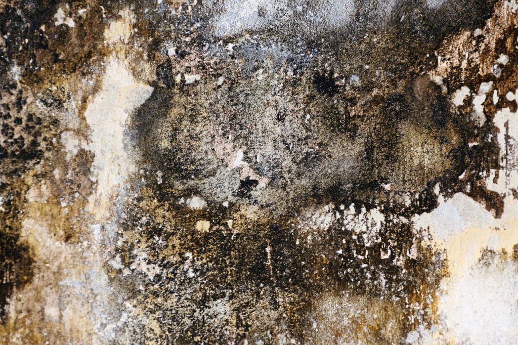 Mold Damage Plantation, FL